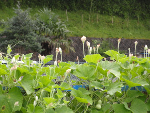 Dsc09306